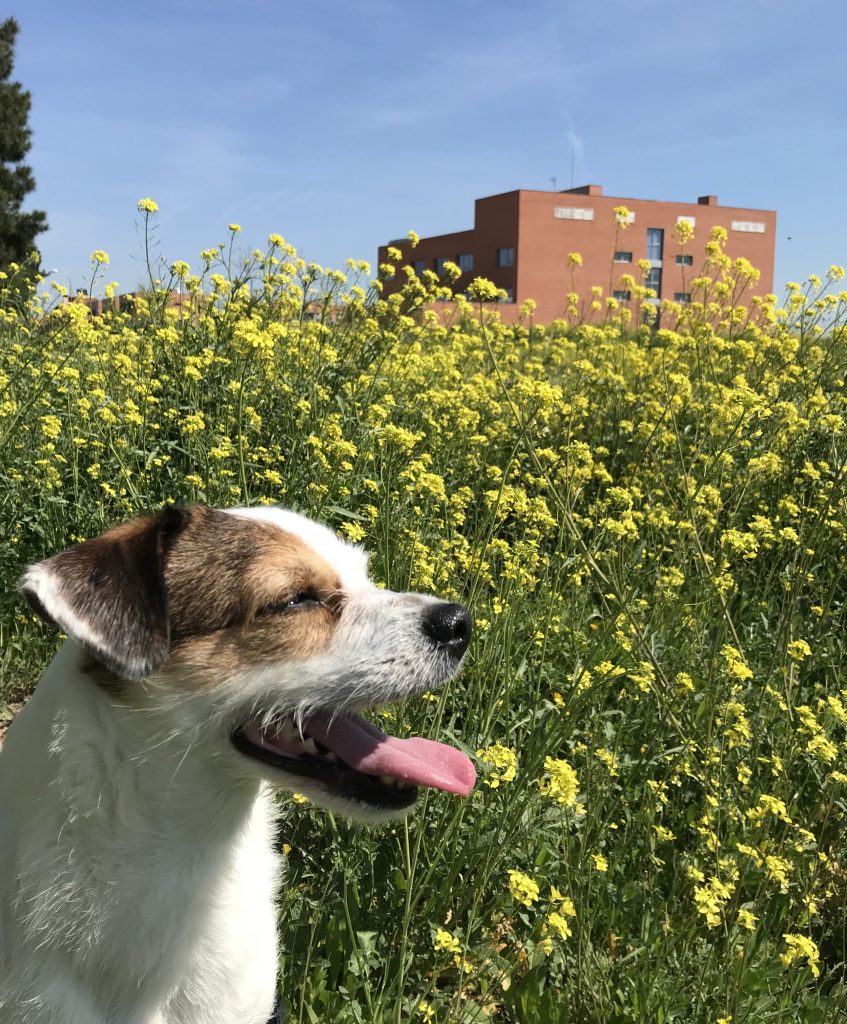 perros-alérgicos-al-polen