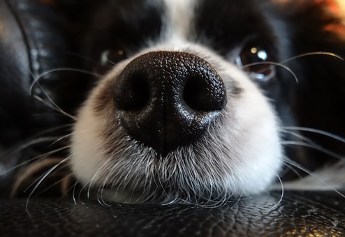 curiosidades-nariz-perros