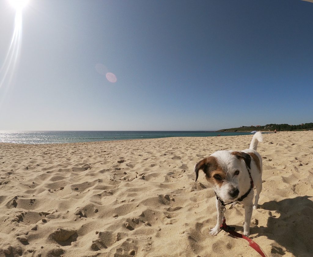 playas perros galicia