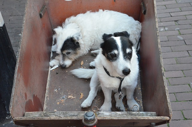 perros-abandonados