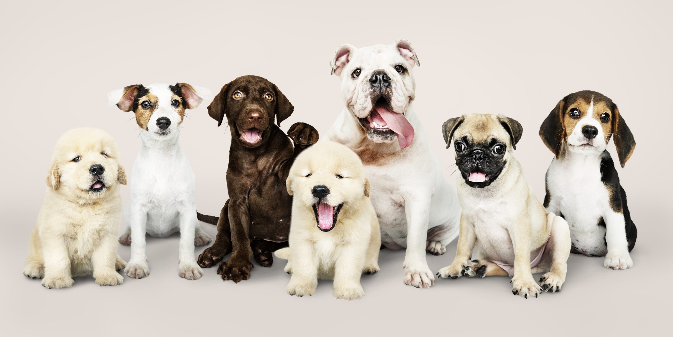 Cuáles las razas de perros más populares en España? La vida con Pancho Blog de