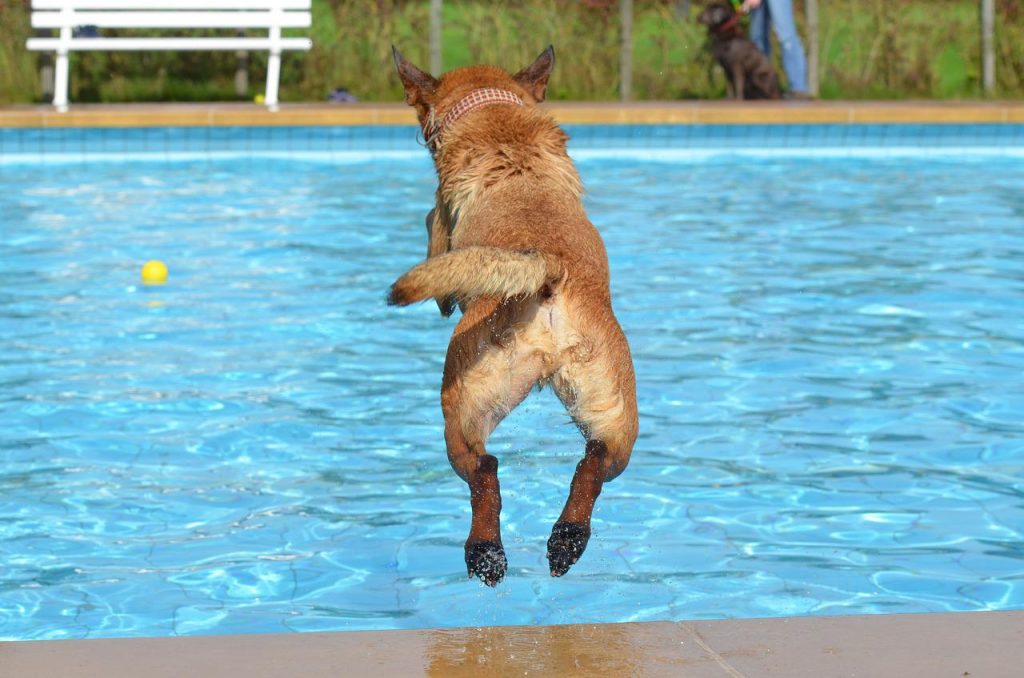 piscina para perros madrid