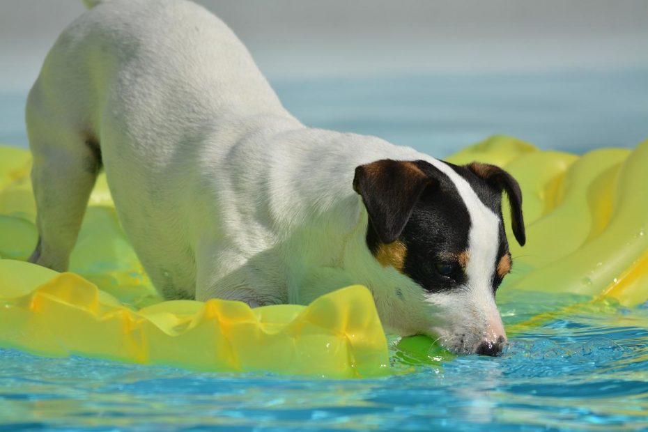piscinas para perros en madrid